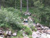 segnalazione tigri.jpg